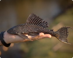 Imagem do peixe Cascudo